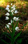 cephalanthera_003.JPG