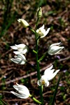 cephalanthera_018.JPG