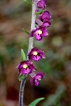 epipactis_031.JPG