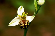 ophrys apifera_001.JPG