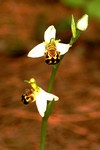 ophrys apifera_003.JPG