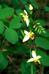ophrys apifera_005.JPG