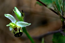 ophrys apifera_025.JPG