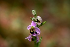 ophrys apifera_066.JPG