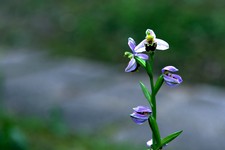 ophrys apifera_090.JPG