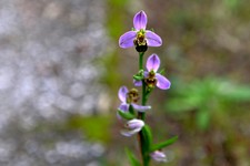ophrys apifera_091 copia.jpg