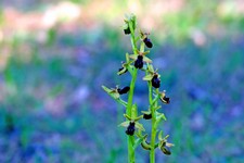 ophrys incubacea_017.JPG