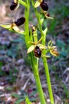ophrys incubacea_020.JPG
