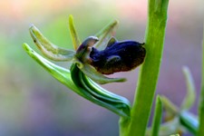 ophrys incubacea_042.JPG