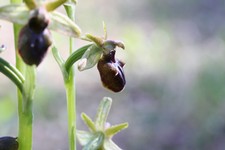 ophrys incubacea_045.JPG