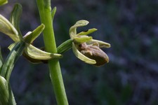 ophrys incubacea_055.JPG