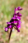 orchis morio_005.JPG