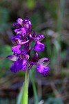 orchis morio_053.JPG