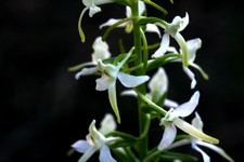 platanthera _007.JPG