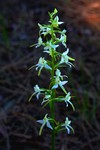 platanthera _020.JPG