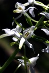 platanthera _040.JPG