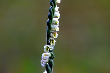 spiranthes _011.JPG