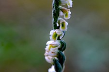 spiranthes _038.jpg