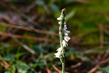 spiranthes _047.JPG